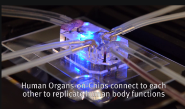 Wyss_human organs-on-chips